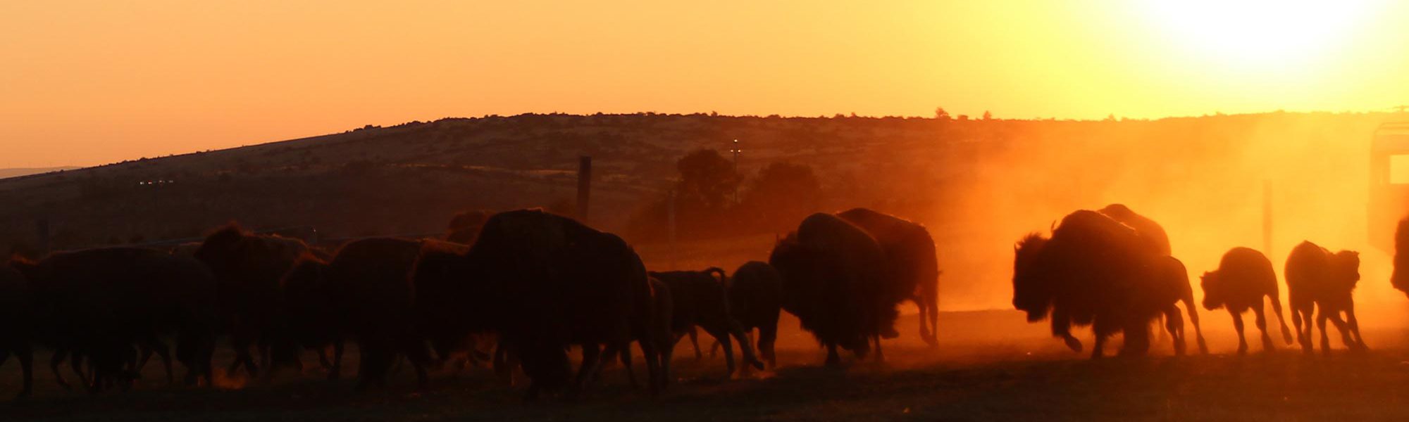 bison futé 29 juillet 2017